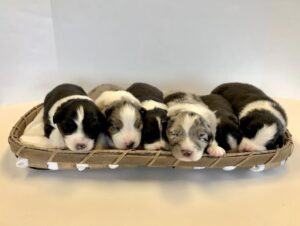 Basket full of puppies can put a smile on anybody’s face 🧺⁣📸 is of our Mario litter. See our s