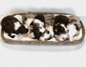 New babies here at Canyon Creek. All red, beautiful little babes born April Fools Day! ⁣⁣⁣Their