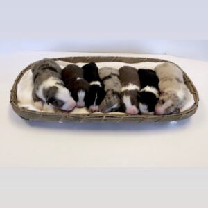 Tiny Tuesday. We want to introduce you to our Willow x Torch babies. Individual pictures feature