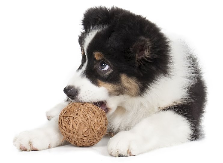 Welcome to Dream Land Aussie